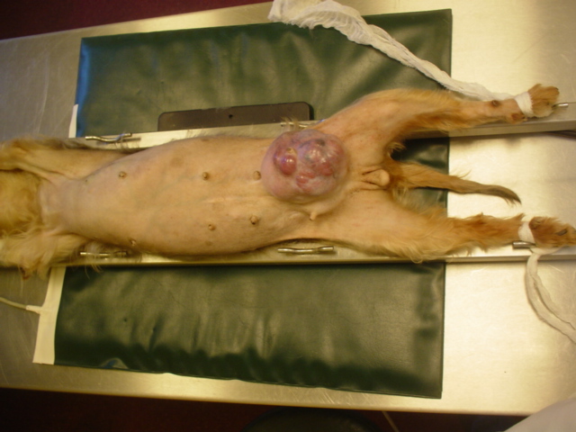 Mammatumoren
